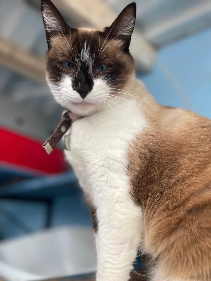 Gato ra a SRD-ViraLata idade 1 ano nome Amora