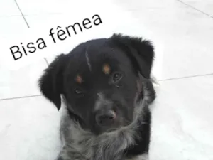 Cachorro raça SRD idade Abaixo de 2 meses nome Bisa