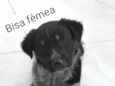 Bisa