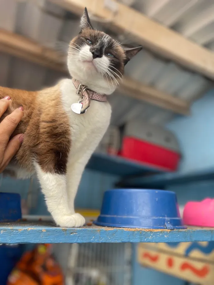 Gato ra a SRD-ViraLata idade 1 ano nome Amora