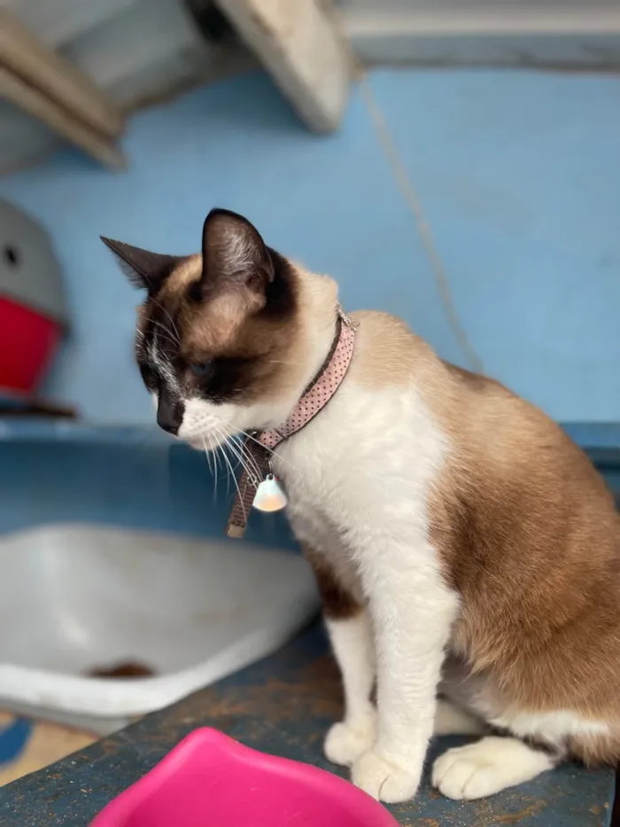 Gato ra a SRD-ViraLata idade 1 ano nome Amora