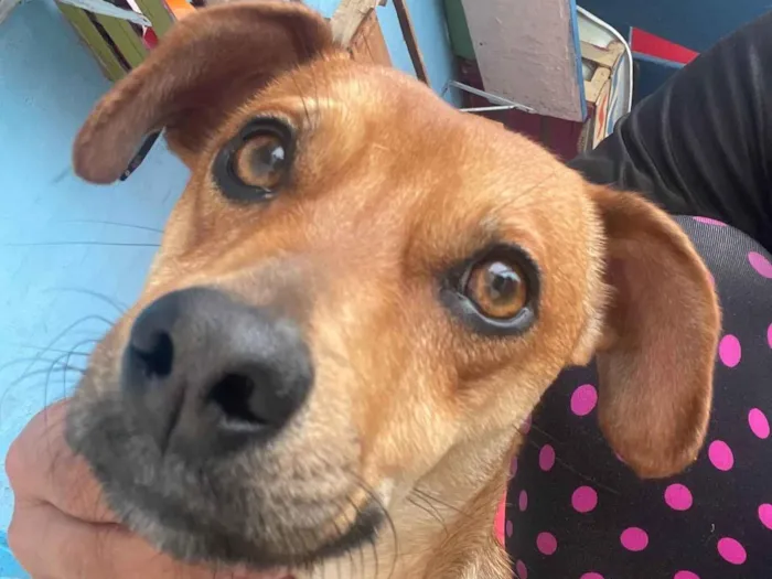 Cachorro ra a SRD-ViraLata idade 1 ano nome Caramelo 