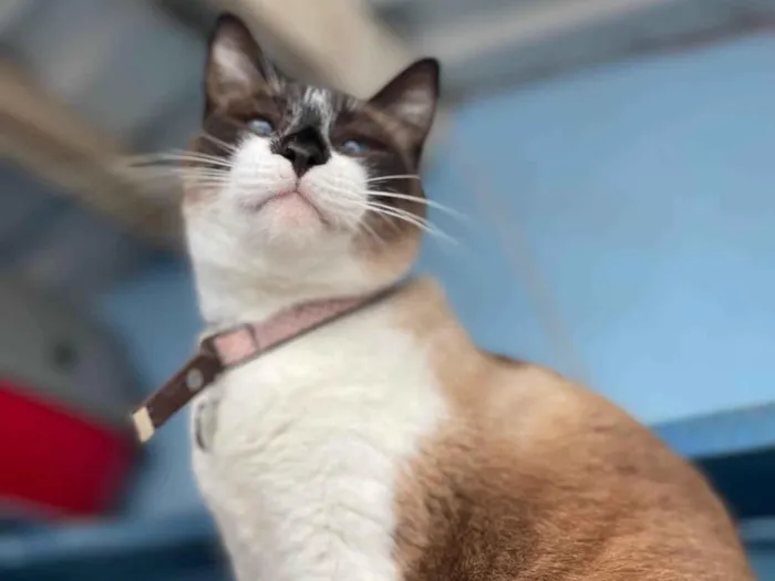 Gato ra a SRD-ViraLata idade 1 ano nome Amora