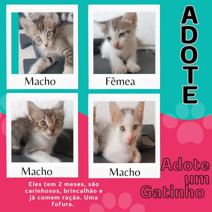 Gato ra a SRD-ViraLata idade 2 a 6 meses nome Não tem nome ainda