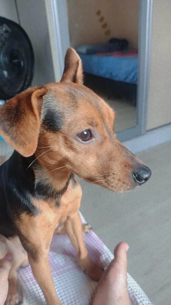 Cachorro ra a Pinscher idade 1 ano nome Scooby