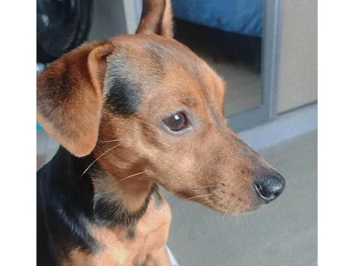 Cachorro ra a Pinscher idade 1 ano nome Scooby