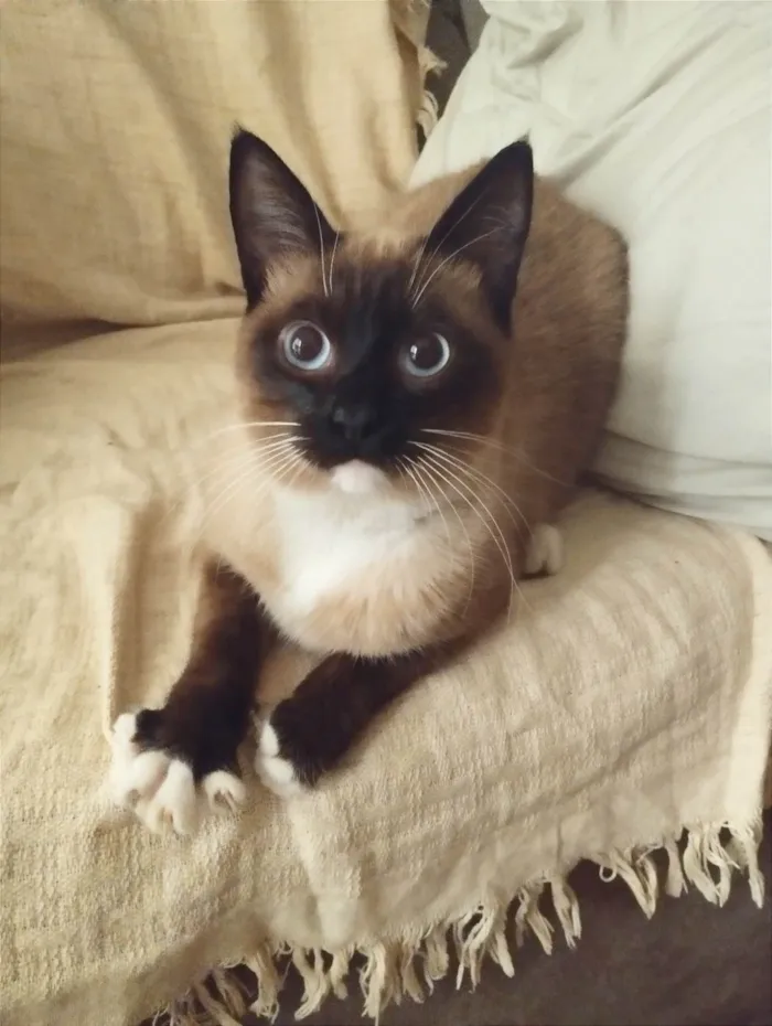 Gato ra a Siamês  idade 1 ano nome Sem nome