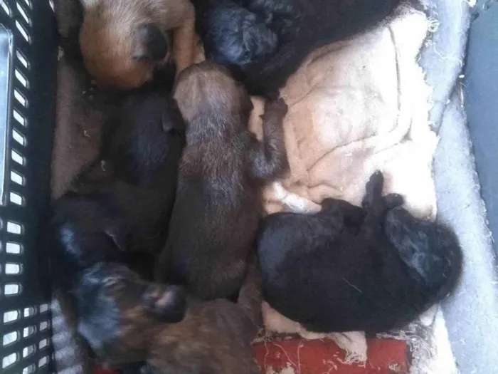 Cachorro ra a Filhote raça não definida  idade Abaixo de 2 meses nome Filhote 