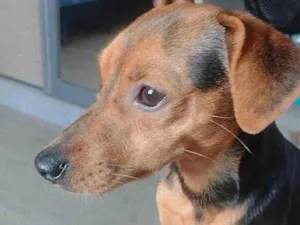 Cachorro raça Pinscher idade 1 ano nome Scooby