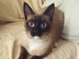 Gato raça Siamês  idade 1 ano nome Sem nome
