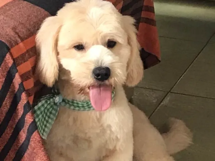 Cachorro ra a Ihasa apso  idade 7 a 11 meses nome Algodão