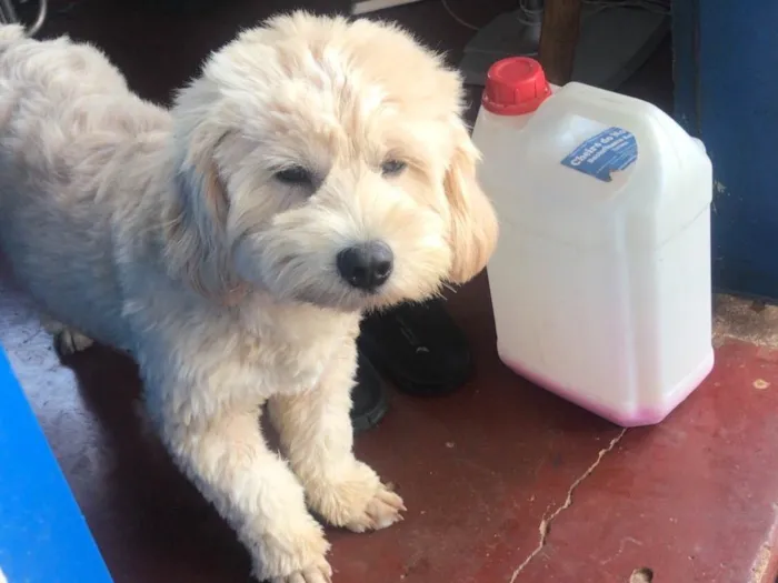 Cachorro ra a Ihasa apso  idade 7 a 11 meses nome Algodão