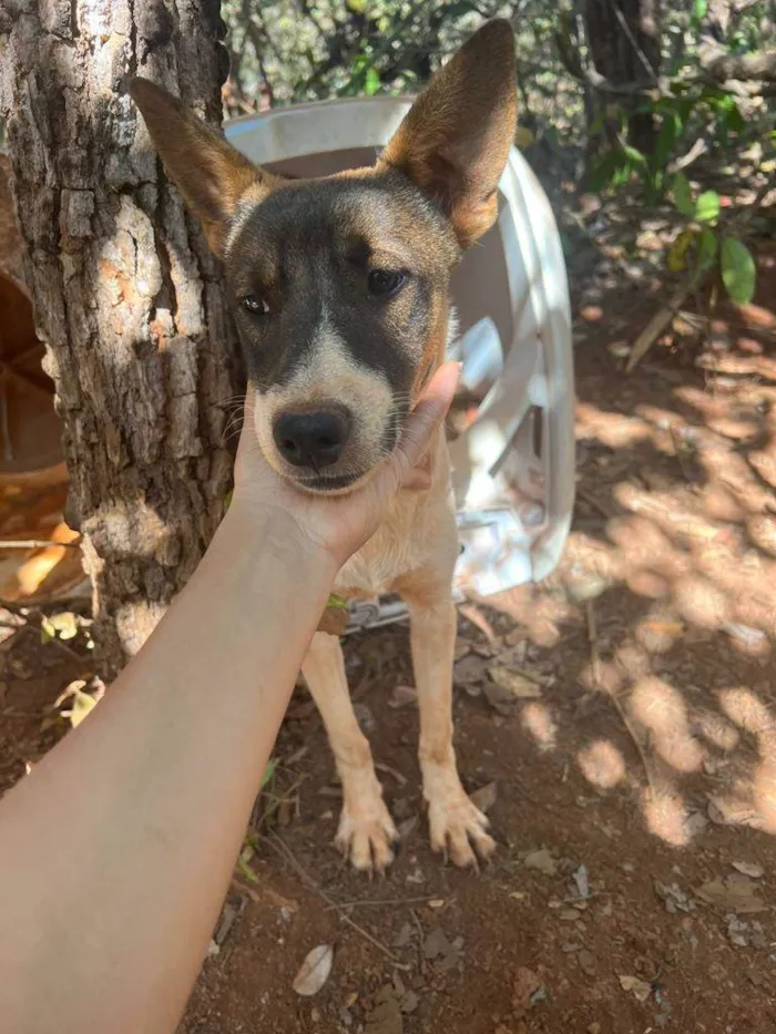 Cachorro ra a SRD-ViraLata idade 7 a 11 meses nome Pintado