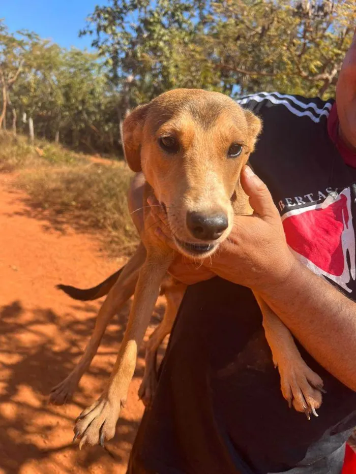 Cachorro ra a SRD-ViraLata idade 7 a 11 meses nome Marronzinho