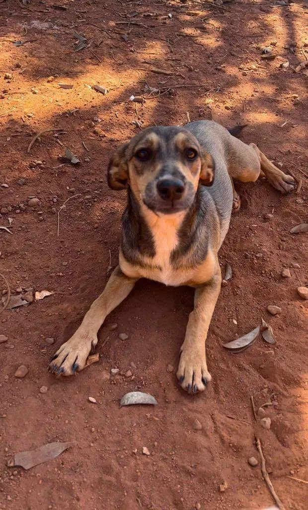 Cachorro ra a SRD-ViraLata idade 7 a 11 meses nome Mocinha