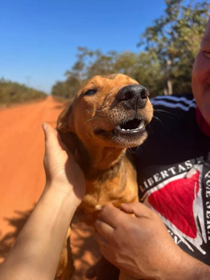 Cachorro ra a SRD-ViraLata idade 7 a 11 meses nome Sorriso