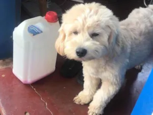 Cachorro raça Ihasa apso  idade 7 a 11 meses nome Algodão