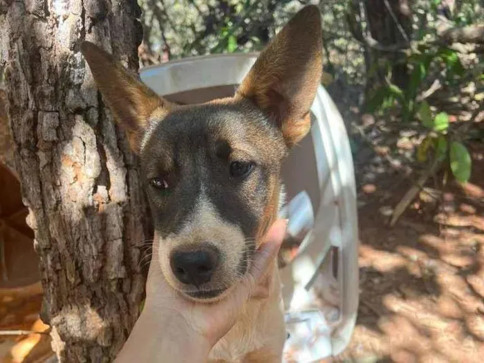 Cachorro ra a SRD-ViraLata idade 7 a 11 meses nome Pintado