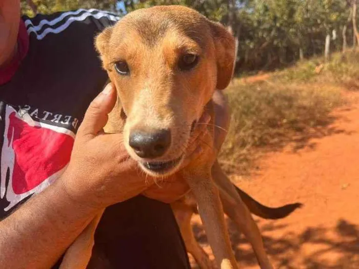 Cachorro ra a SRD-ViraLata idade 7 a 11 meses nome Marronzinho