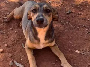 Cachorro raça SRD-ViraLata idade 7 a 11 meses nome Mocinha