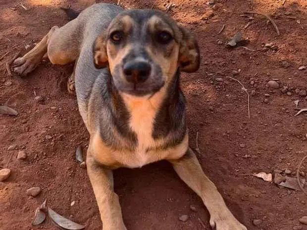 Cachorro ra a SRD-ViraLata idade 7 a 11 meses nome Mocinha