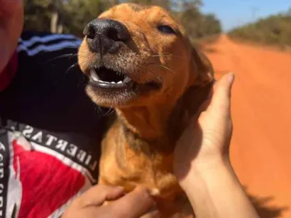 Cachorro raça SRD-ViraLata idade 7 a 11 meses nome Sorriso