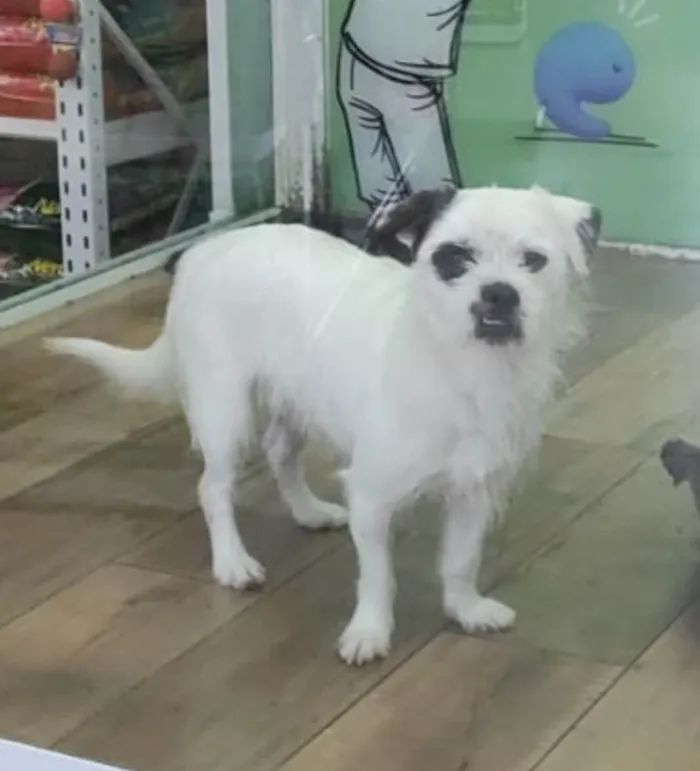 Cachorro ra a Srd idade 1 ano nome Billy