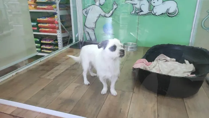 Cachorro ra a Srd idade 1 ano nome Billy