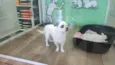 Billy