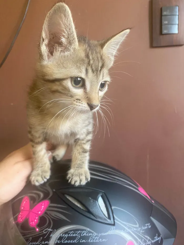Gato ra a Srd idade 2 a 6 meses nome Teófilo 