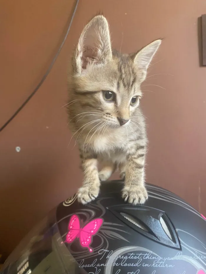 Gato ra a Srd idade 2 a 6 meses nome Teófilo 