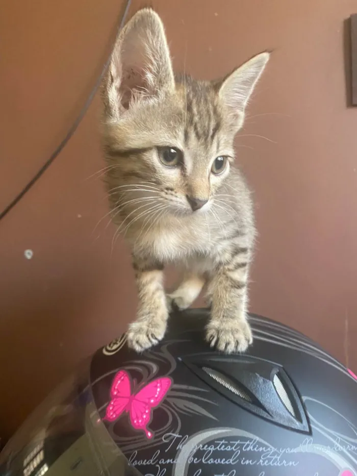 Gato ra a Srd idade 2 a 6 meses nome Teófilo 