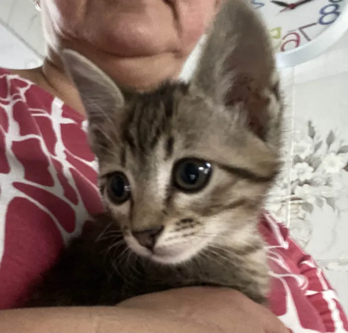 Gato ra a Srd idade 2 a 6 meses nome Teófilo 