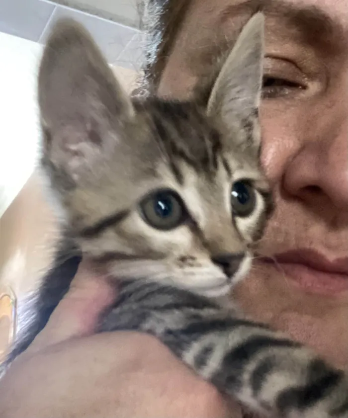 Gato ra a Srd idade 2 a 6 meses nome Teófilo 