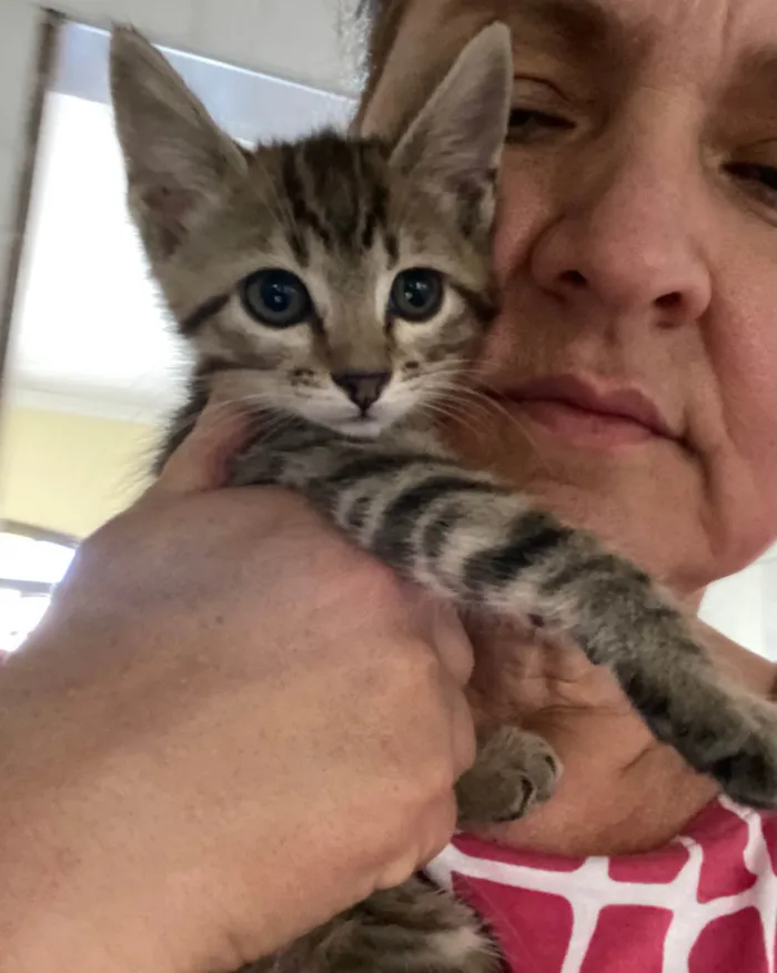 Gato ra a Srd idade 2 a 6 meses nome Teófilo 