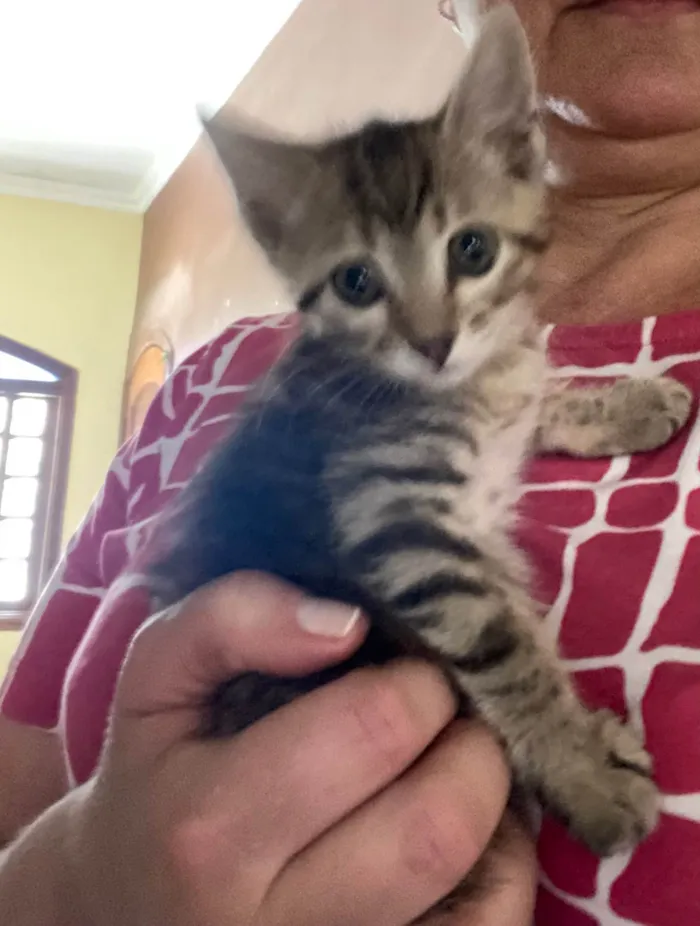 Gato ra a Srd idade 2 a 6 meses nome Teófilo 