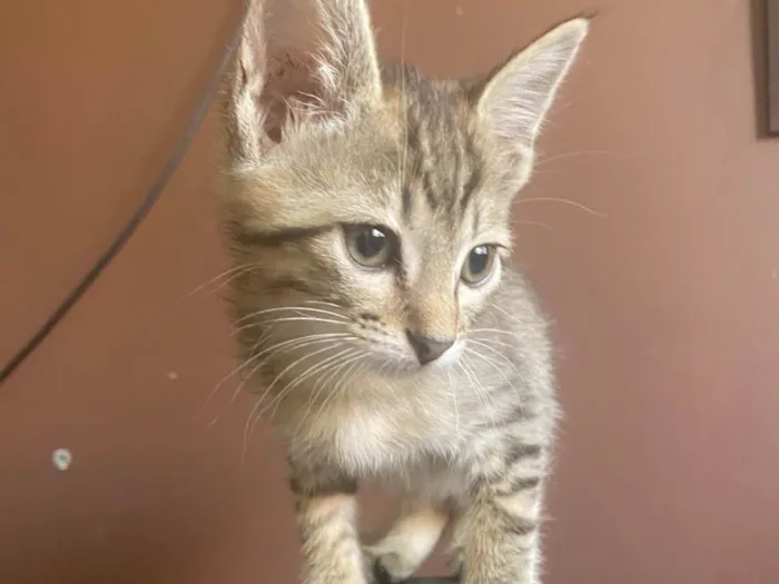 Gato ra a Srd idade 2 a 6 meses nome Teófilo 