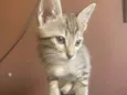 Teófilo
