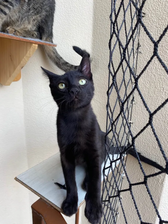 Gato ra a Srd idade 2 a 6 meses nome Luquinha