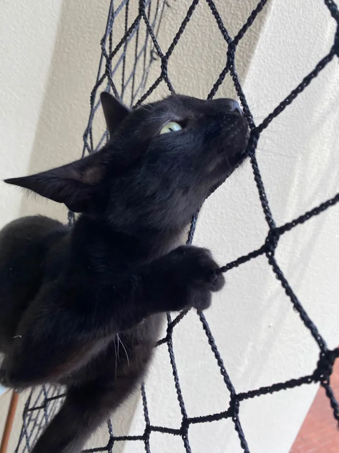 Gato ra a Srd idade 2 a 6 meses nome Luquinha