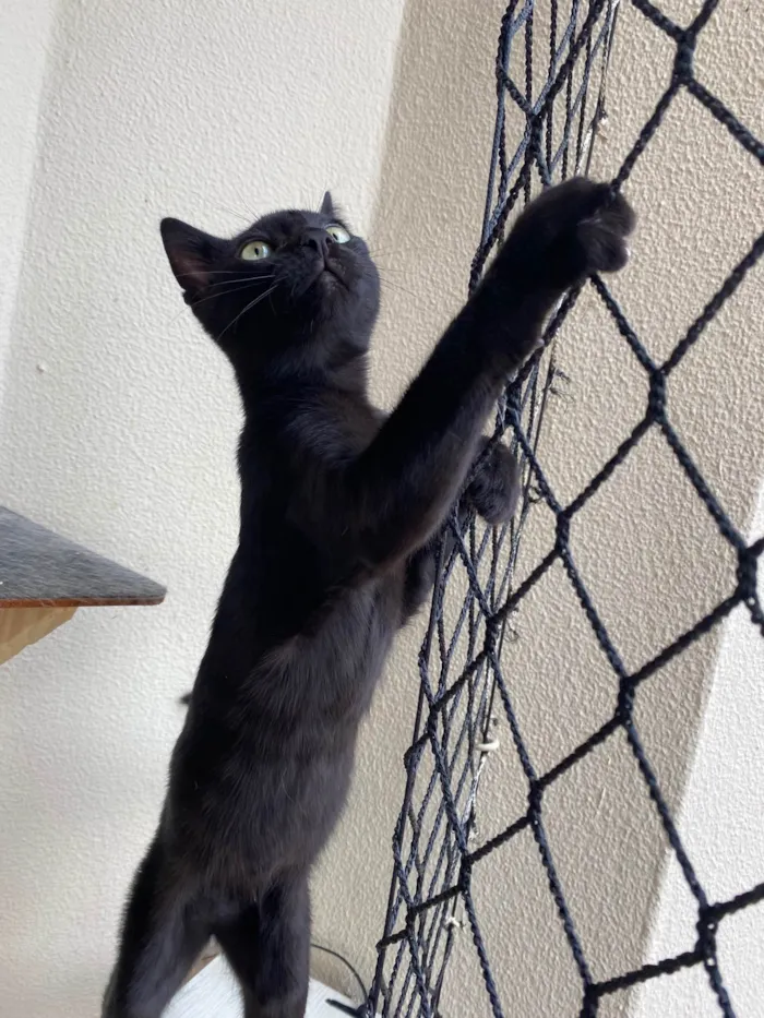 Gato ra a Srd idade 2 a 6 meses nome Luquinha