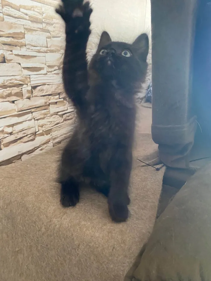 Gato ra a Srd idade Abaixo de 2 meses nome Emilia