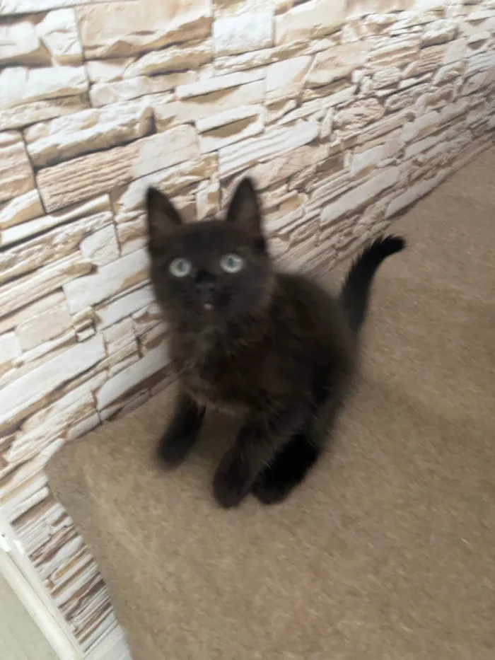 Gato ra a Srd idade Abaixo de 2 meses nome Emilia