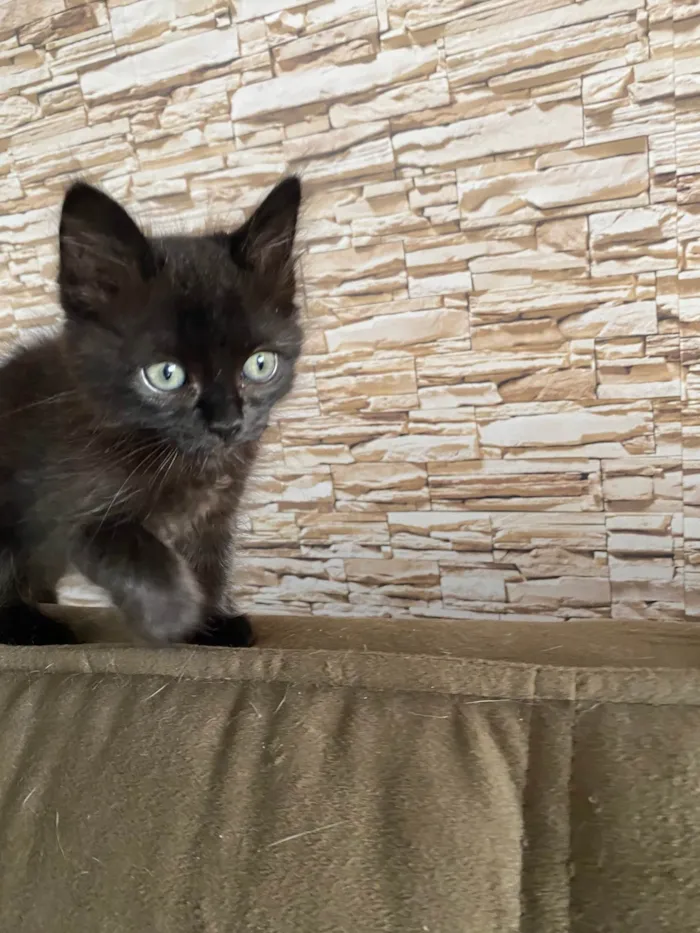 Gato ra a Srd idade Abaixo de 2 meses nome Emilia