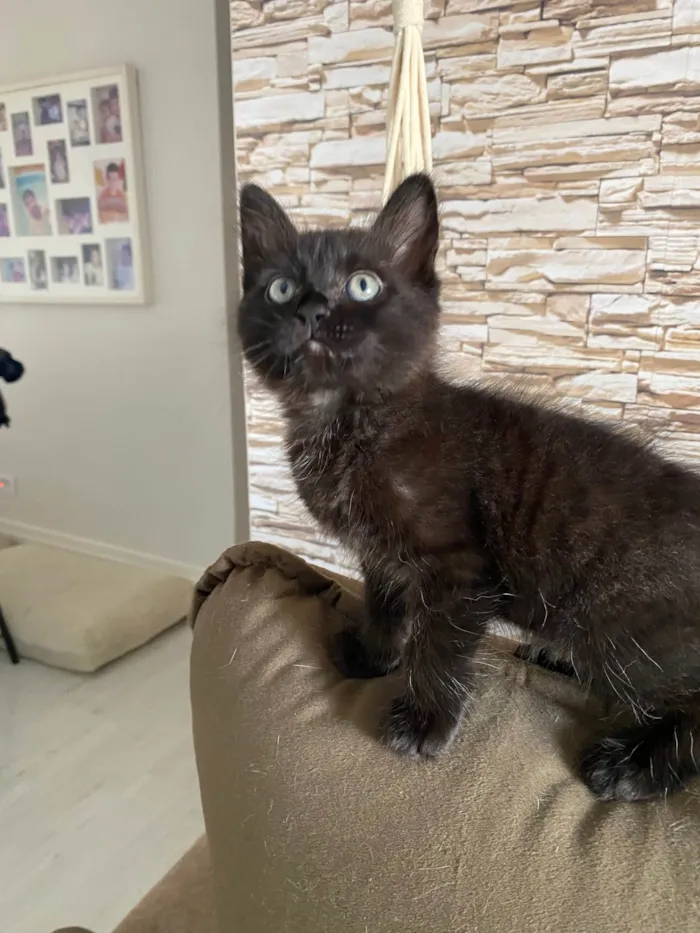 Gato ra a Srd idade Abaixo de 2 meses nome Emilia