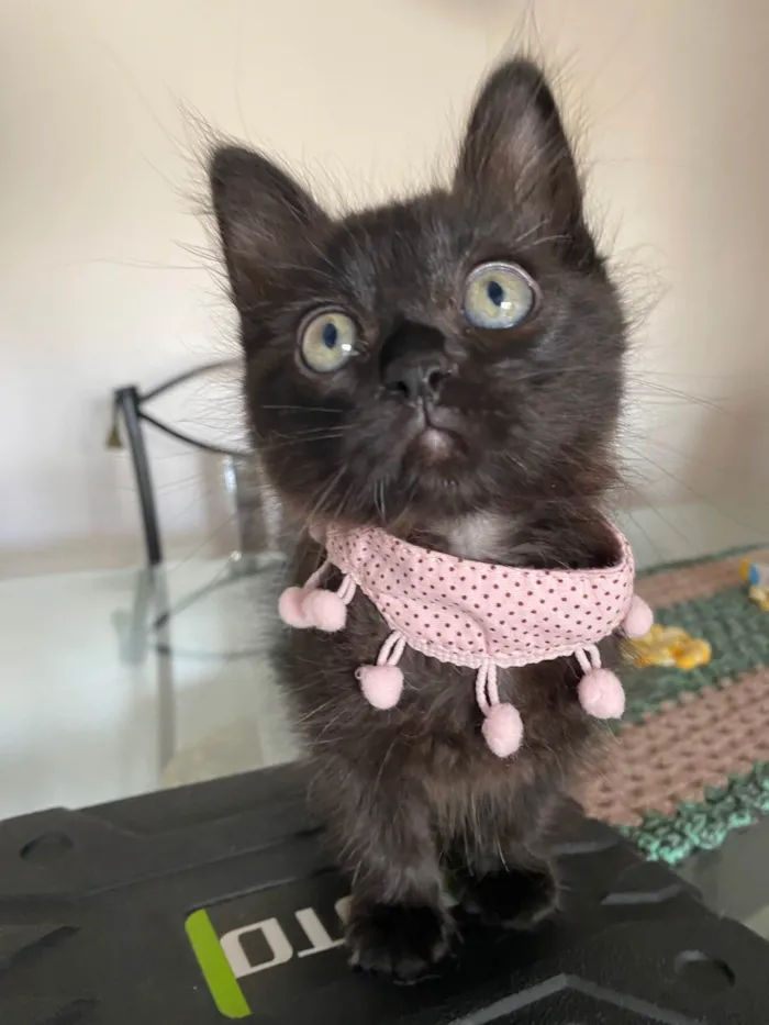 Gato ra a Srd idade Abaixo de 2 meses nome Emilia