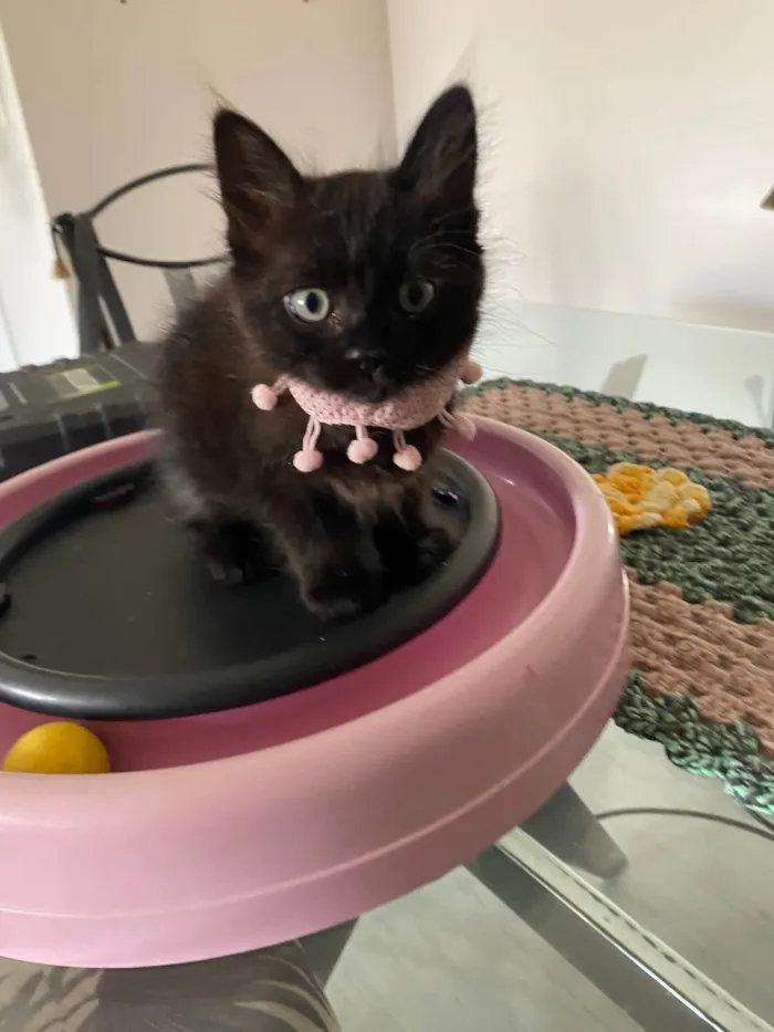 Gato ra a Srd idade Abaixo de 2 meses nome Emilia