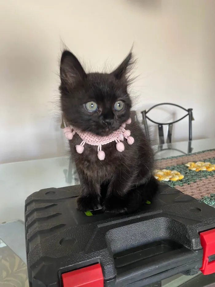 Gato ra a Srd idade Abaixo de 2 meses nome Emilia