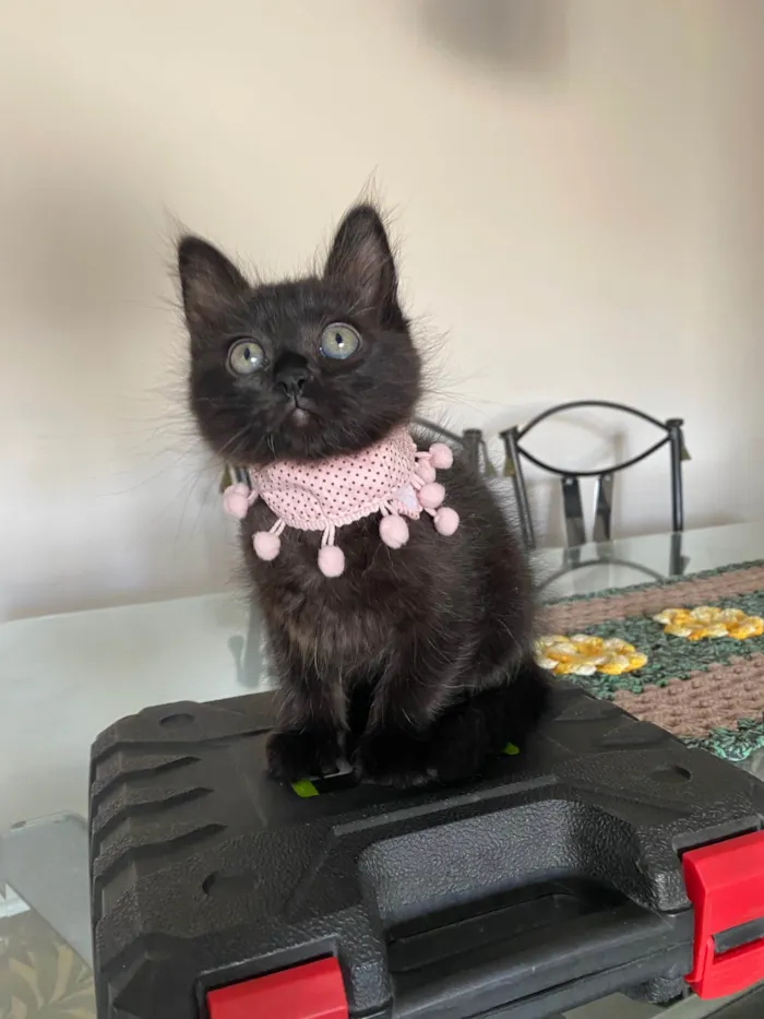 Gato ra a Srd idade Abaixo de 2 meses nome Emilia