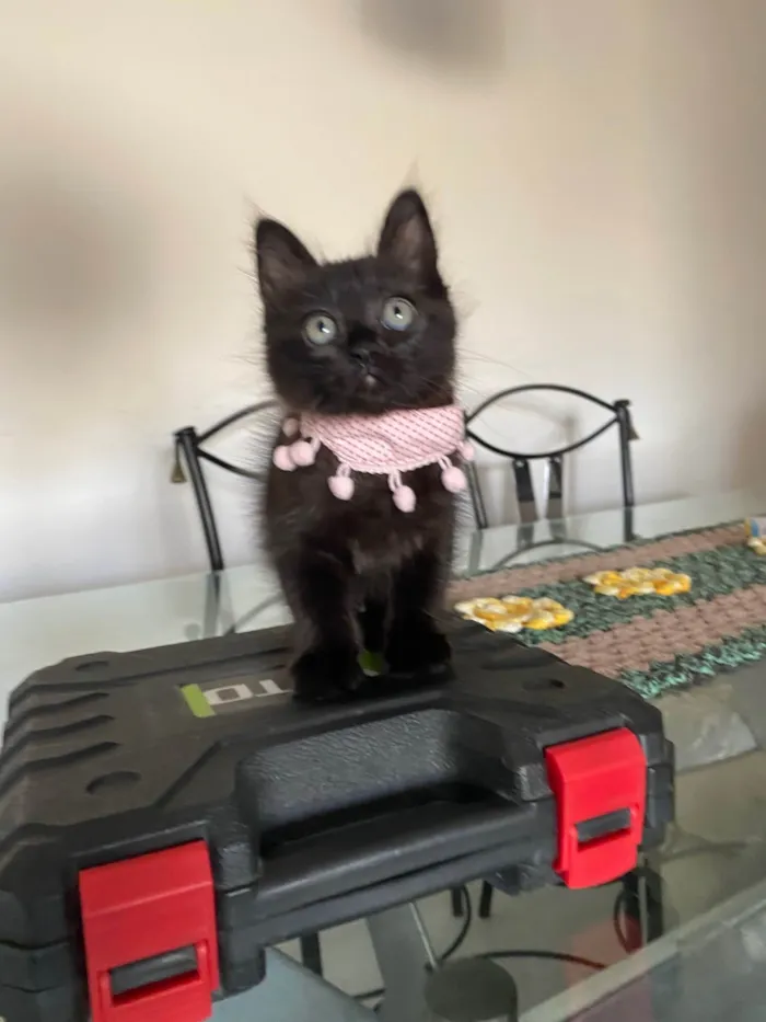 Gato ra a Srd idade Abaixo de 2 meses nome Emilia